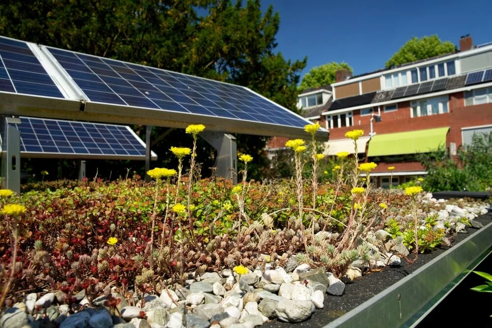 A green roof with yellow flowers, solar panels, and EPDM roofing enhances a brick building, underlining sustainable commercial roofing.